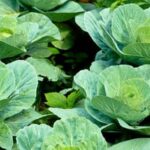 Resilient vegetable garden design for thriving in harsh climates