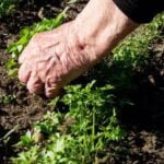 Convenient and user-friendly vegetable gardening apps for Android to enhance your gardening experience!