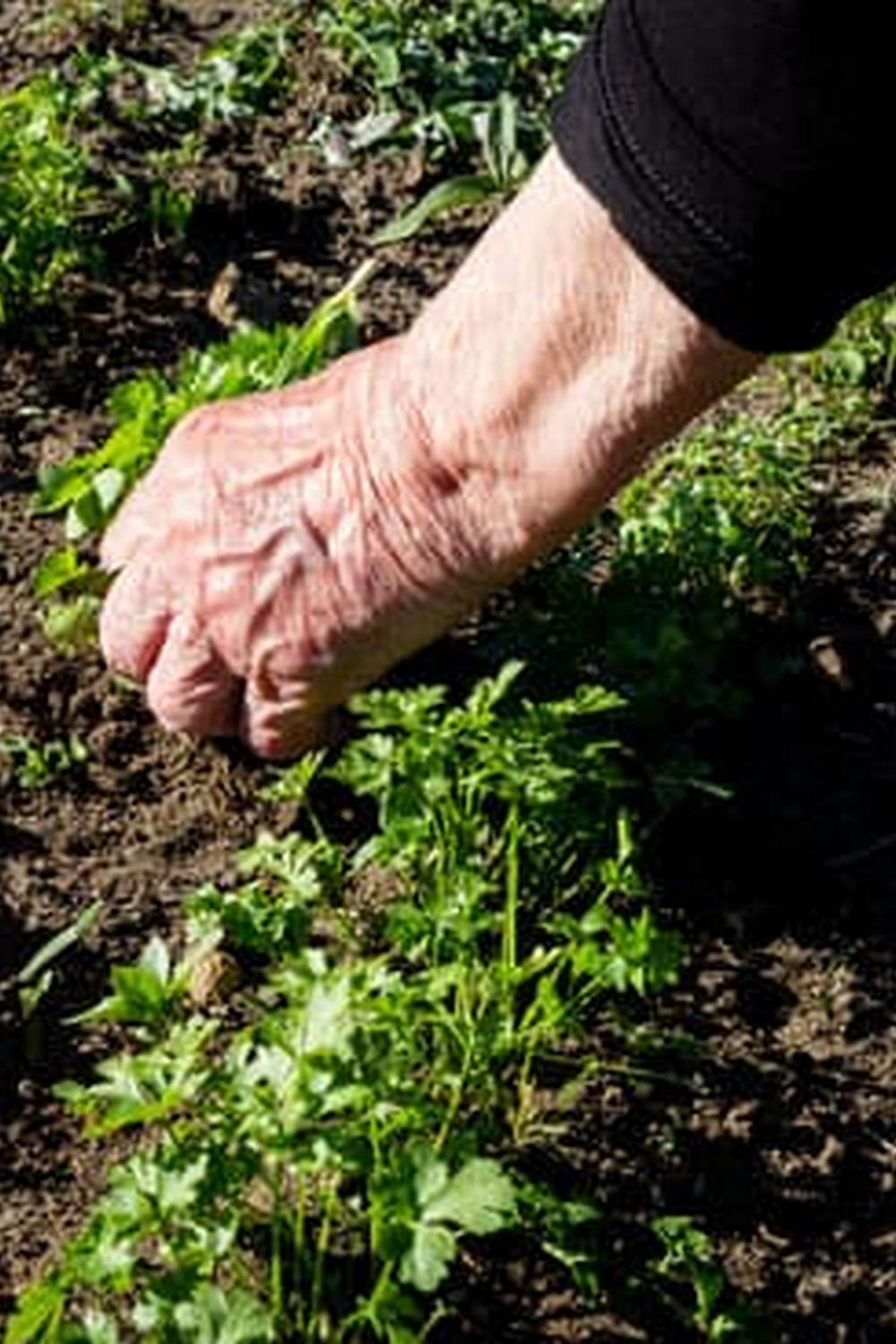 Convenient and user-friendly vegetable gardening apps for Android to enhance your gardening experience!