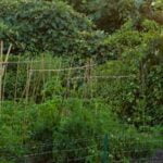 Comprehensive Florida Vegetable Gardening Guide - Tips, Tricks, and Techniques for Successful Gardening