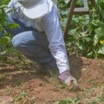 Vibrant Sonoran Desert vegetable garden showcasing sustainable gardening practices