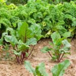 Abundant organic vegetable garden filled with fresh produce thriving in Switzerland's beautiful landscape