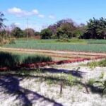 Zone 7 vegetable gardening calendar: A monthly guide for successful planting and harvesting