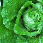 Desert vegetable gardening calendar: A month-by-month guide to planting and maintaining a thriving garden