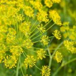 The Vegetable Gardener's Bible 10th Anniversary Edition PDF Cover - Comprehensive guide for vegetable gardening enthusiasts