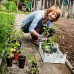 Image of a thriving indoor vegetable garden with beginner-friendly plants