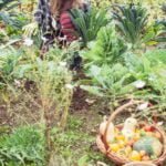 Best Soil Mix for Raised Vegetable Gardens Optimal soil blend for productive raised vegetable gardens: Best Soil Mix for Maximum Yield!