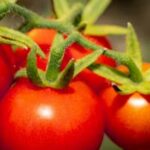 Bountiful harvest from vibrant vegetable gardens showcasing lush green plants and colorful produce