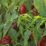 Bountiful vegetable garden showcasing Lorraine's expert techniques for successful vegetable gardening