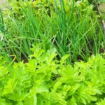 Delicious vegetable recipes by Better Homes and Gardens, perfect for healthy meals