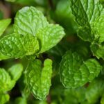 Vibrant assortment of vegetables thriving in raised box gardens - an ideal gardening solution