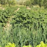 Organic straw mulch with nutrients - The best mulch for vegetable gardens