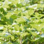 Thriving community vegetable gardens in the UK, promoting sustainability and healthy eating choices