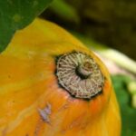 Late August gardening: harvesting and maintaining vegetables for optimal growth and a bountiful harvest