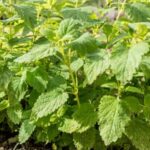 Beauregard sweet potato growing in a flourishing vegetable garden