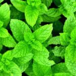 Efficient vegetable storage solution - BETTER HOMES AND GARDENS Vegetable Organizer