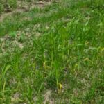 Bountiful harvest of Georgia vegetable garden produces fresh and healthy produce