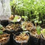 Effective insect netting for vegetable gardens - protect your crops from pests and enjoy a bountiful harvest