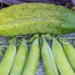 Colorful and well-maintained vegetable gardens at an enchanting English manor house