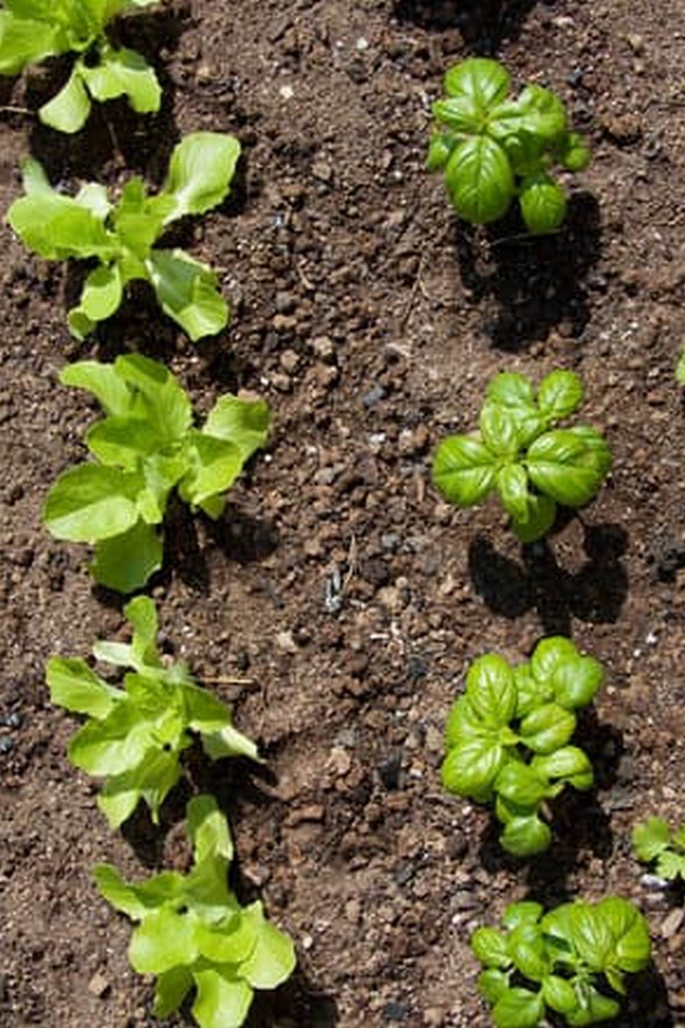 Lush and bountiful Arizona container vegetable garden ideal for urban gardening enthusiasts