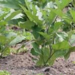 A vibrant container garden showcasing vegetable plants and herbs for urban gardening in tubs
