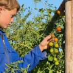 Lush green vegetable garden beds with rows of various plants growing in a well-tended garden
