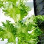 Vegetable grow bags for gardening: Durable and space-saving containers for growing vegetables