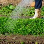 Successive vegetable gardening: growing vegetables in a continuous cycle for a bountiful harvest