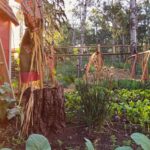 Creating visually stunning vegetable gardens that meet the unique needs of individuals