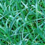 Bountiful harvest of vegetables in a thriving Montana vegetable garden