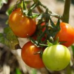 Luscious and sustainable perennial vegetables showcased in the renowned Gardeners World magazine