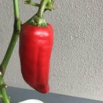 Better Home and Gardens Chicken and Vegetable Soup Hearty and flavorful Better Home and Gardens Chicken and Vegetable Soup, a comforting homemade recipe