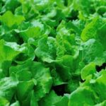 Step-by-step vegetable garden plans for raised beds: maximized yields and efficient space utilization