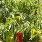 Stay organized and plan your vegetable garden with our helpful Gardening Calendar for UK vegetables