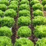 Houston Texas vegetable gardening calendar: Best planting times and tips for a successful harvest