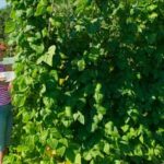 Image: A thriving vegetable garden in the Midwest, showcasing University of Illinois Extension's expertise in vegetable gardening