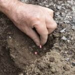 Lush vegetable garden thriving in the arid climate of Phoenix, AZ