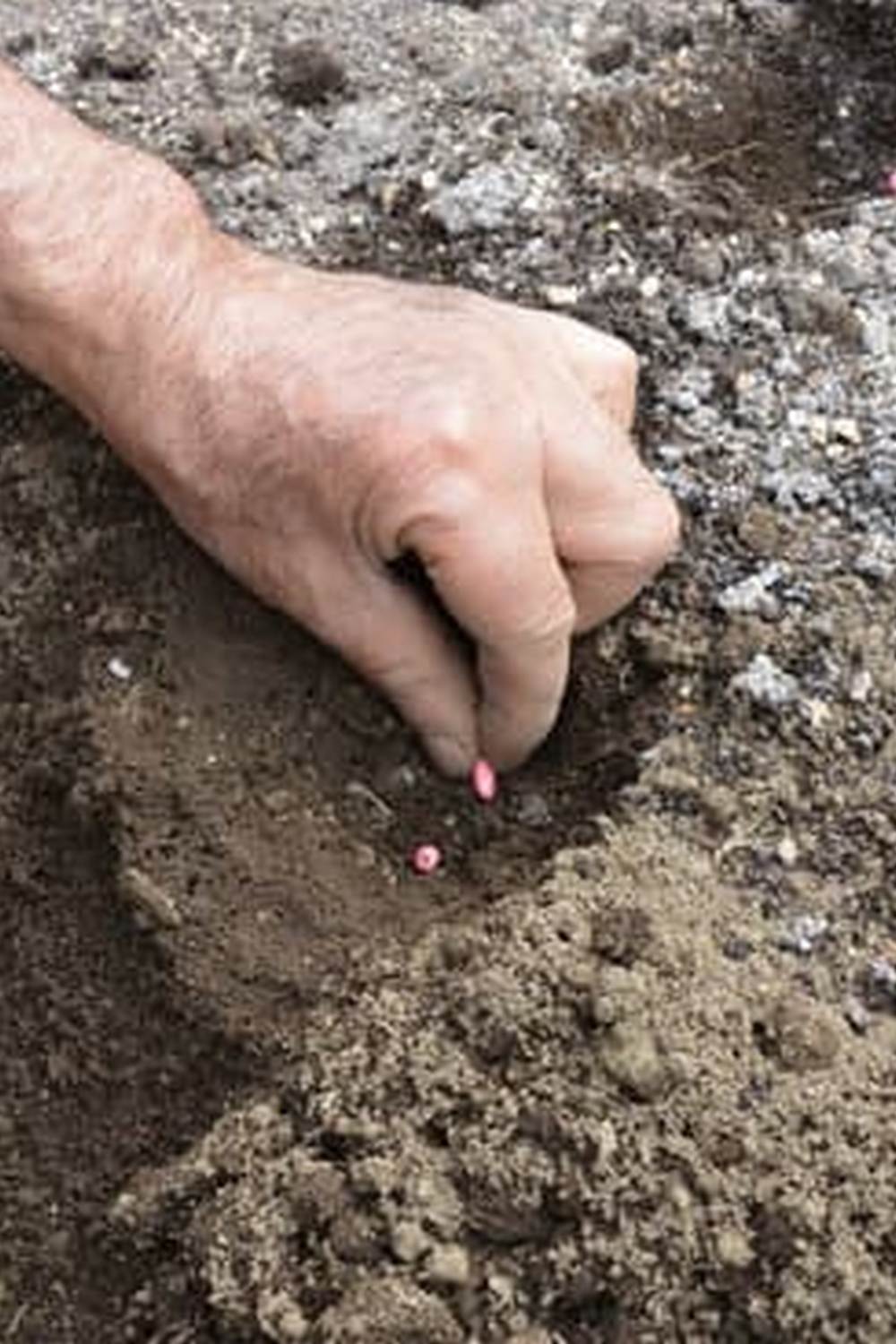 Lush vegetable garden thriving in the arid climate of Phoenix, AZ