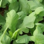 Lush and thriving vegetable garden in Dallas, Texas with vibrant plants and bountiful harvests