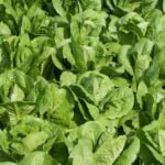 Serenely designed Japanese gardens harmoniously blending simplicity, minimalism, and cultivated vegetables