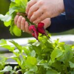 Blossoms with natural pest-repellent properties to safeguard your vegetable garden: flowers that repel bugs