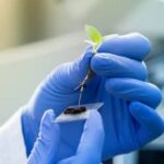 Breathtaking views of Switzerland's lush vegetable gardens surrounded by picturesque mountains