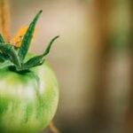 Vegetable Co Tainer Gardens Perilite vs Peat Moss Comparison of Perilite vs Peat Moss for Vegetable Container Gardens: Pros and Cons Explained