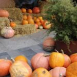 Florida Vegetable Gardening Tips Helpful Florida vegetable gardening tips for a flourishing garden in your sunny state!