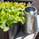 Thriving community vegetable gardens in the heart of London, nurturing local produce and togetherness