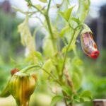 Colorful display of fresh Mexican vegetables at Palm Beach Gardens market