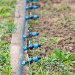 Discover the top 10 beneficial plants for vegetable gardens to enhance soil fertility and pest control