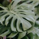 Download the Year Round Vegetable Gardener PDF for expert tips on growing vegetables all year long!