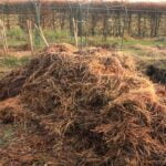 Accessible illustration: Alabama Vegetable Gardening Calendar - A guide to planting and harvesting vegetables in Alabama