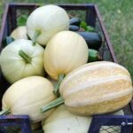Miniature Zen gardens showcasing vegetables, including small herbs and compact fruits